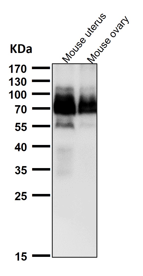 p75 NTR Ab