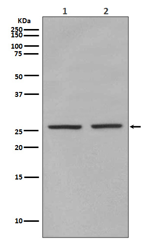 p-eIF4E (S209) Ab