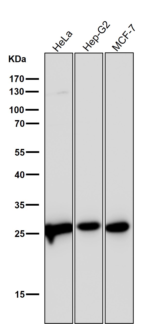 p-eIF4E (S209) Ab