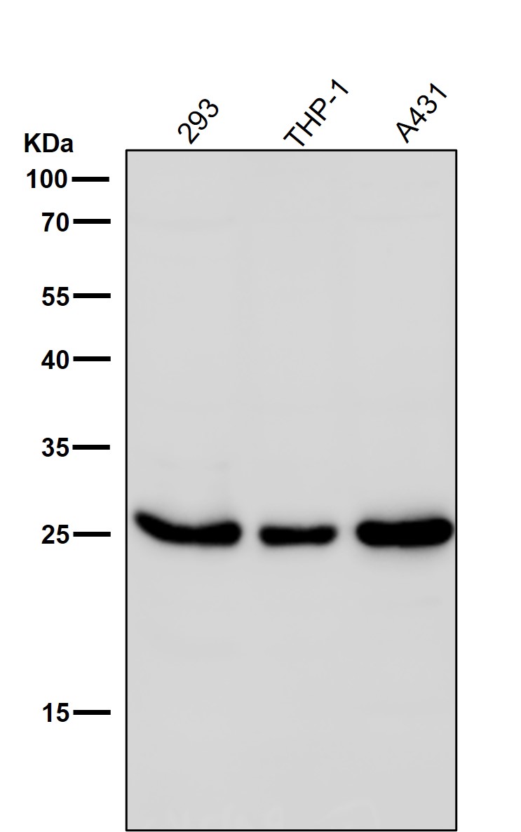 p-eIF4E (S209) Ab