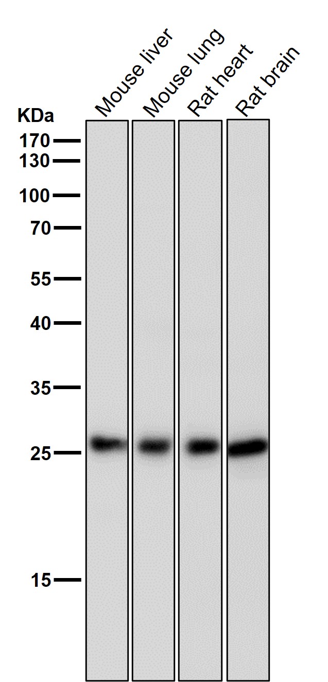 p-eIF4E (S209) Ab