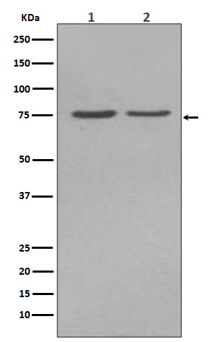 Alkaline phosphatase Ab