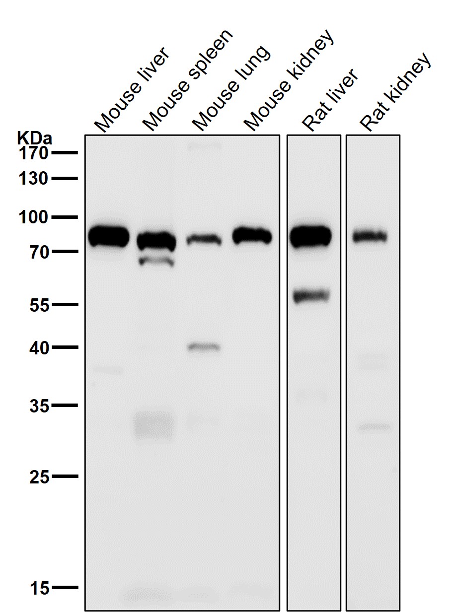 Alkaline phosphatase Ab