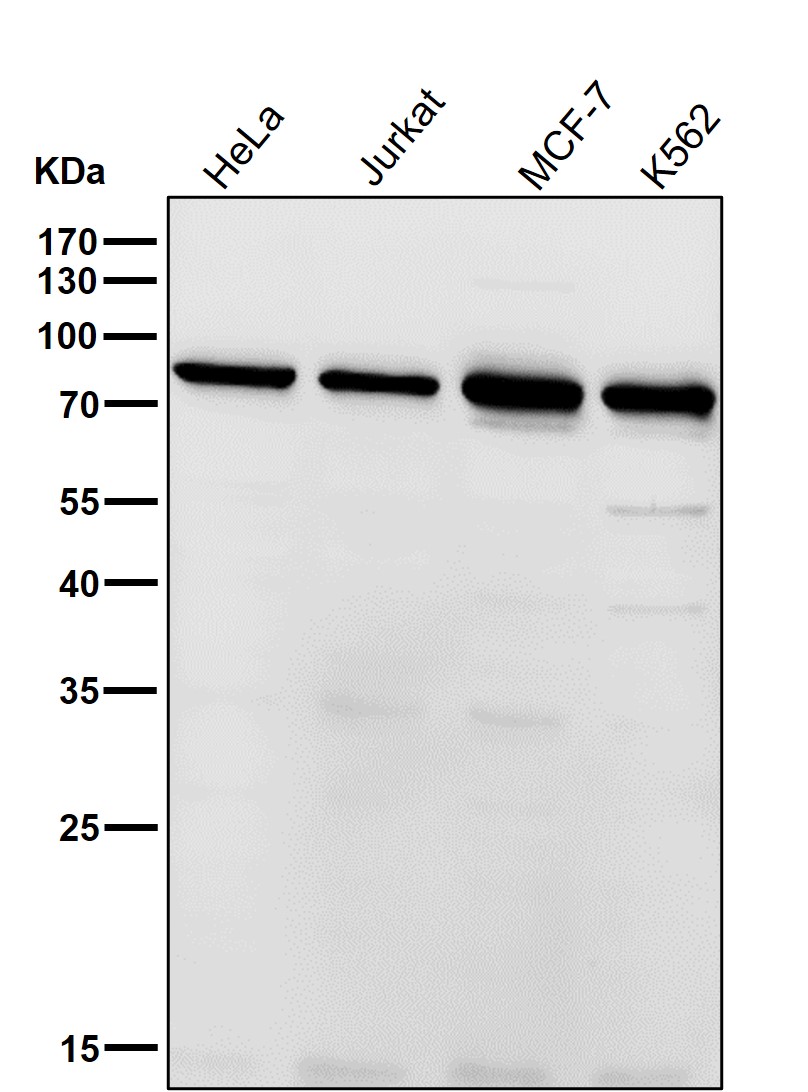 Alkaline phosphatase Ab