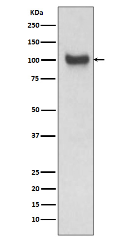 VCAM1 Ab