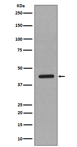 Caspase 1 Ab