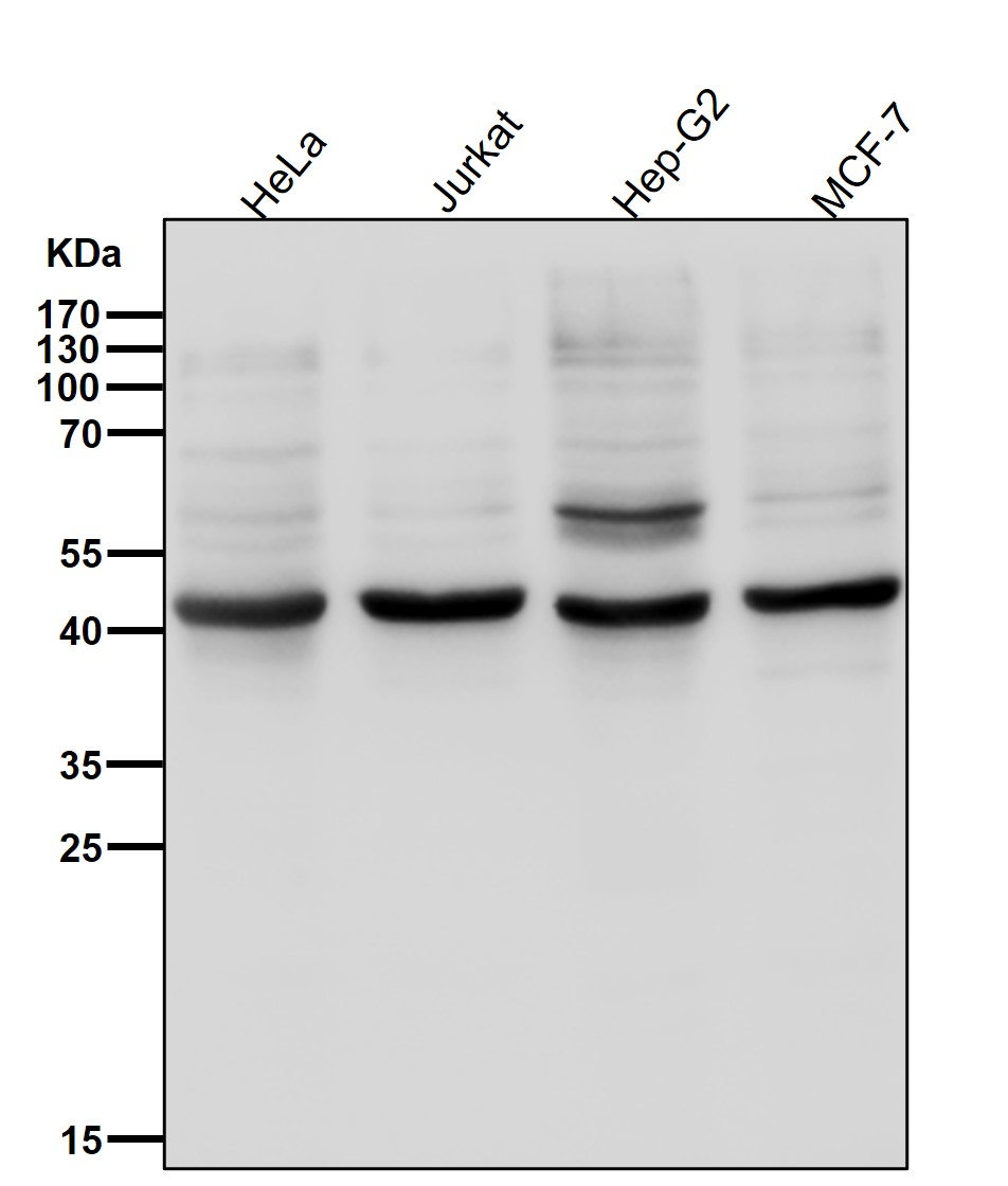 Caspase 1 Ab