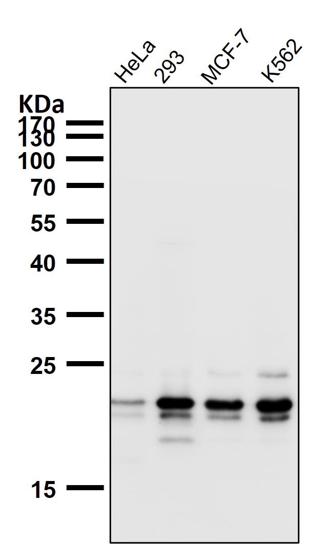 JPT1 Ab