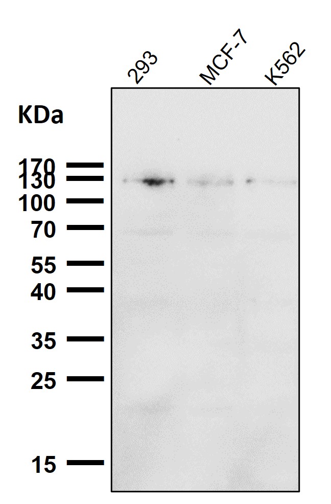 p-ULK1 (S556) Ab