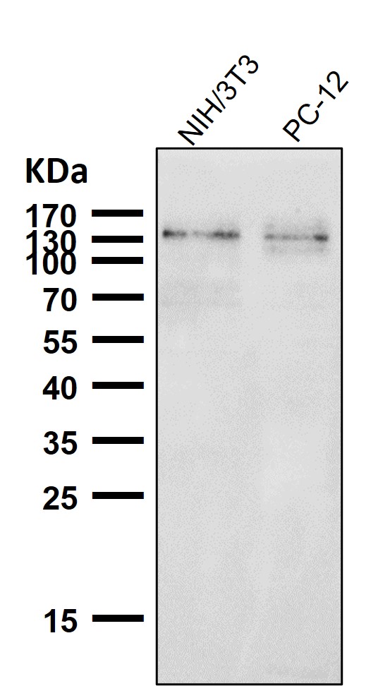 p-ULK1 (S556) Ab