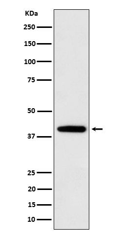 SEC14L2 Ab