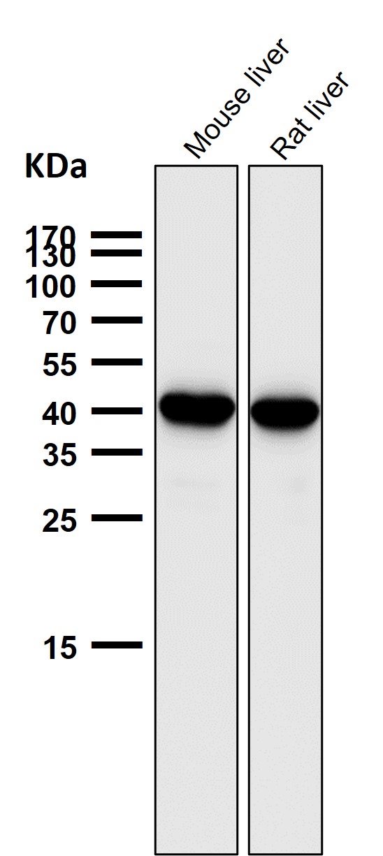 SEC14L2 Ab