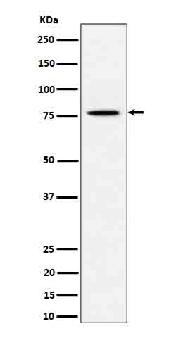 PSIP1 Ab