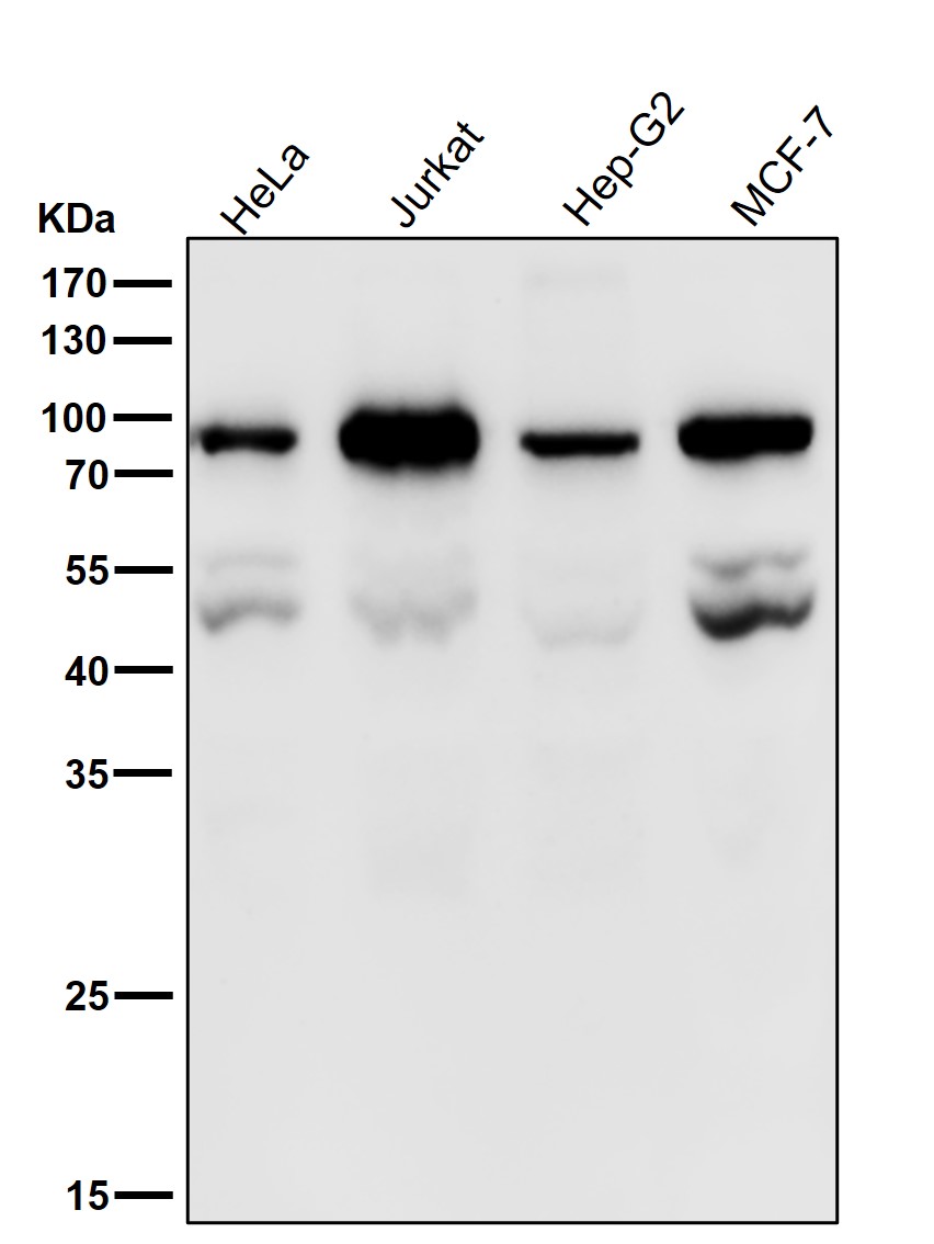 PSIP1 Ab