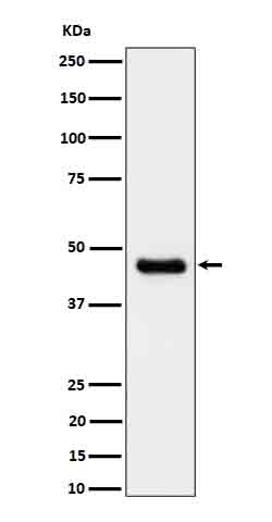 Calcium binding protein 1 Ab