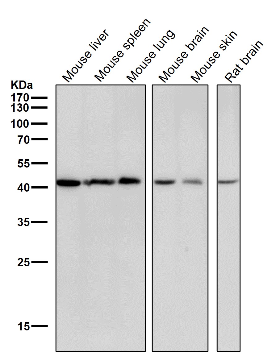 Calcium binding protein 1 Ab