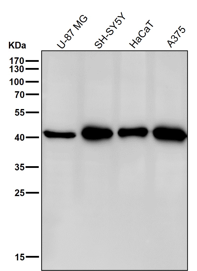 Calcium binding protein 1 Ab