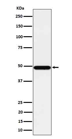 PSMC4 Ab