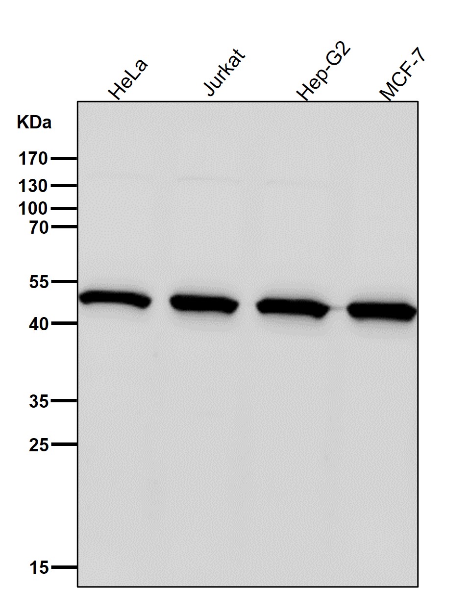 PSMC4 Ab