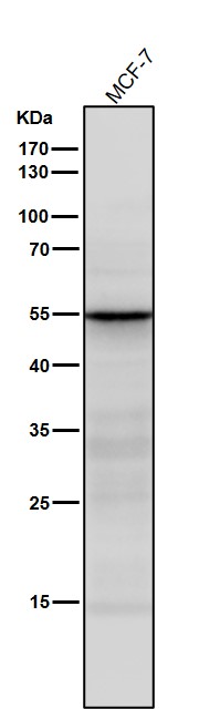 SEC62 Ab