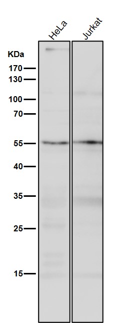 SEC62 Ab