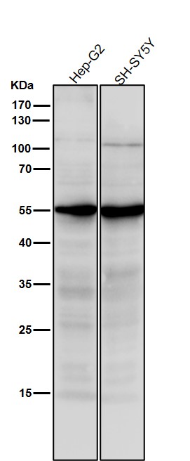 SEC62 Ab