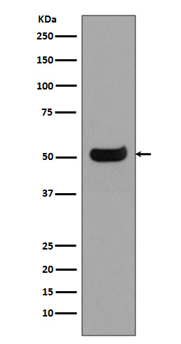 Human IgG4 Ab