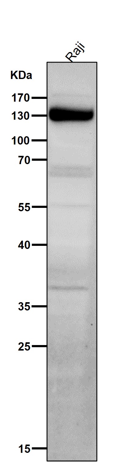 IFN alpha/beta receptor 1 Ab