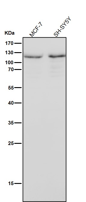 Focal adhesion kinase 1 Ab