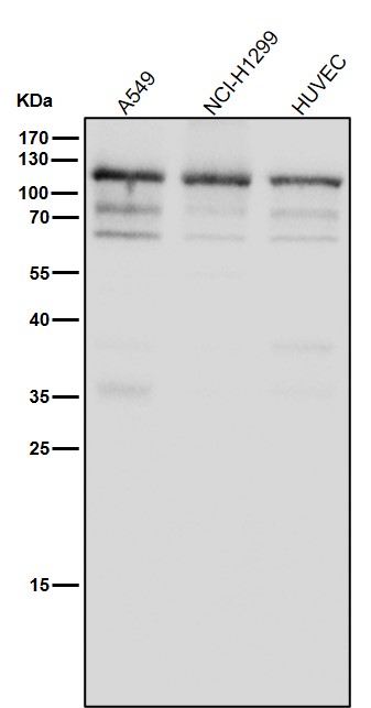 Focal adhesion kinase 1 Ab