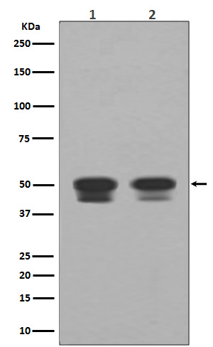 p53 Ab