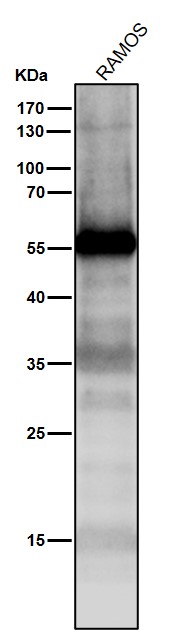 p53 Ab