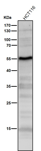 p53 Ab