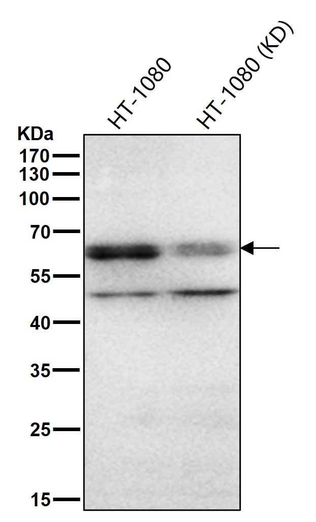 p-Src (Y419) Ab