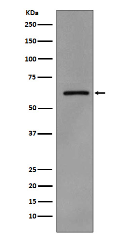 p-Src (Y419) Ab