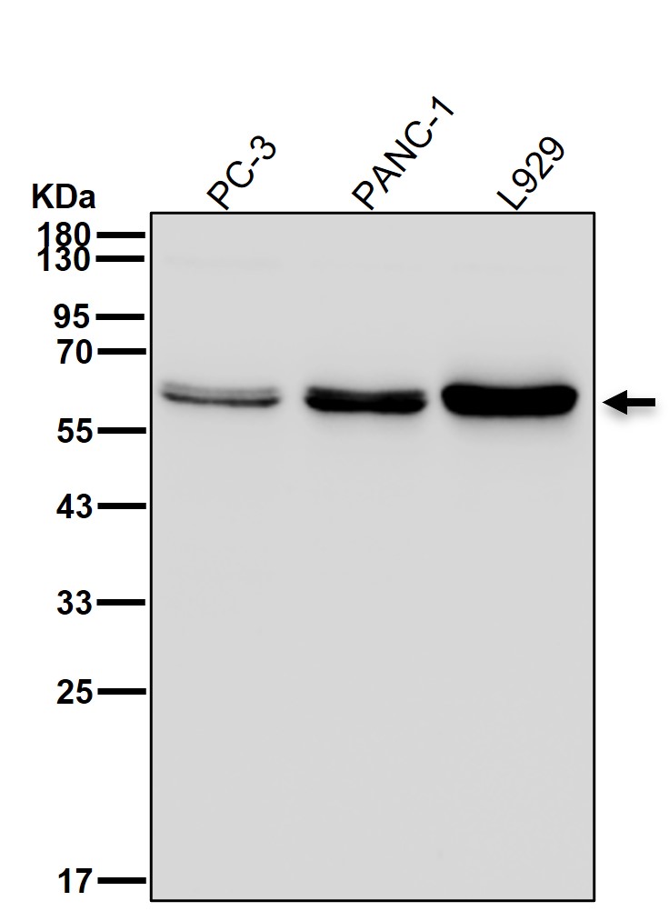 p-Src (Y419) Ab