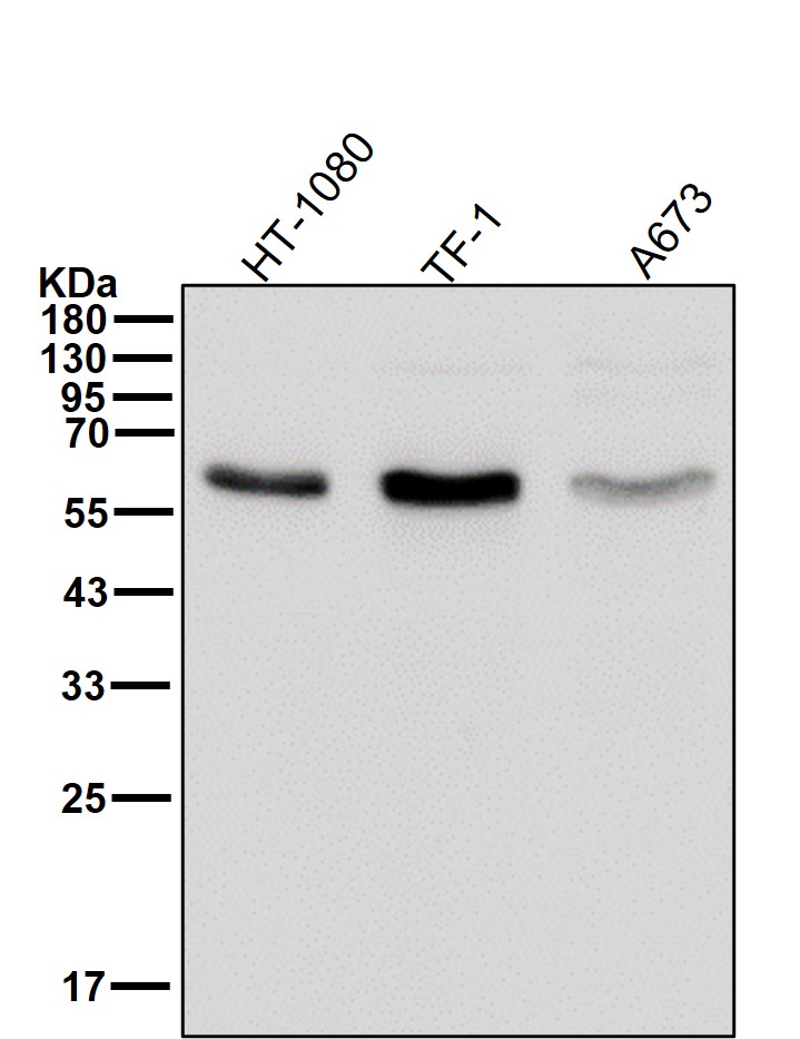 p-Src (Y419) Ab