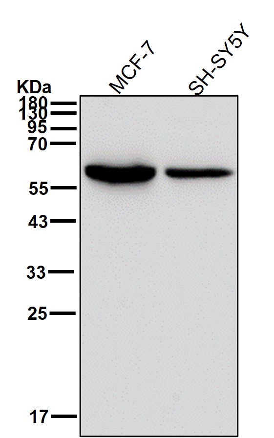 p-Src (Y419) Ab