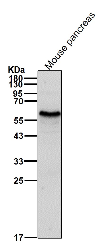 p-Src (Y419) Ab