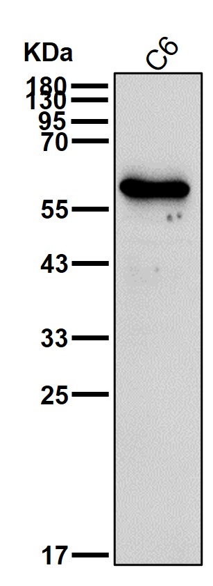 p-Src (Y419) Ab