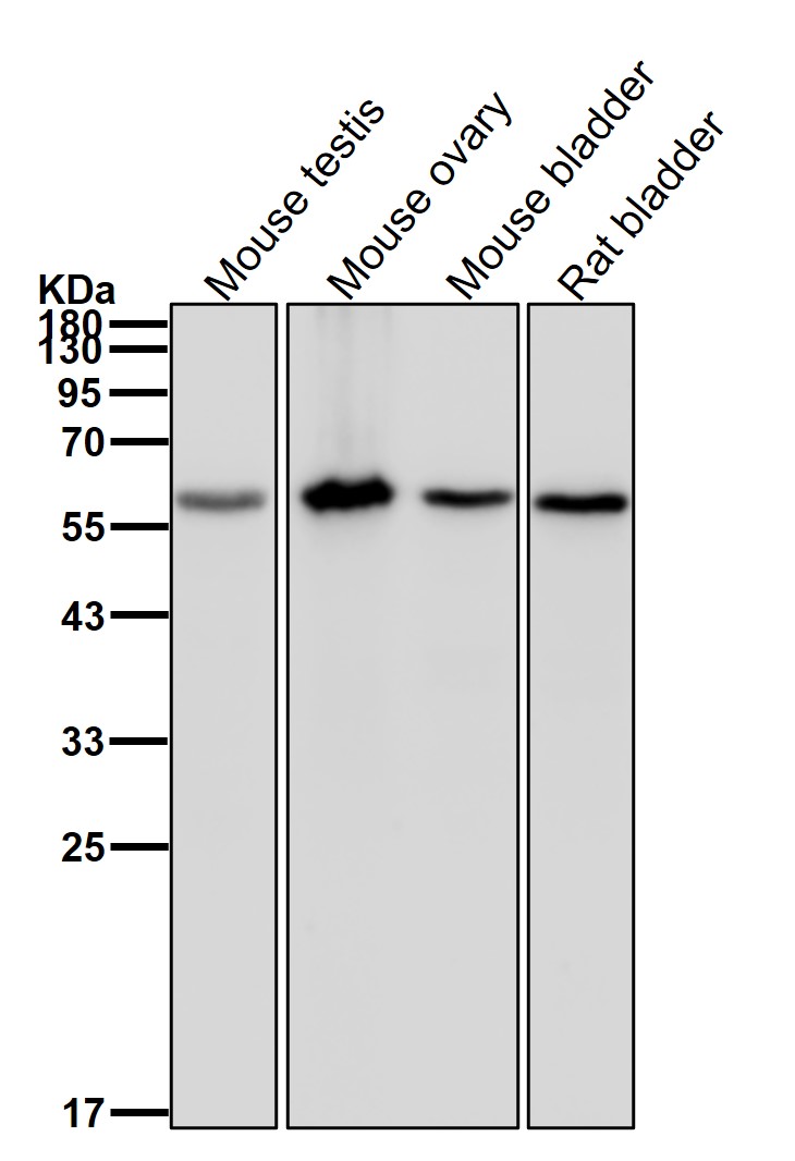 p-Src (Y419) Ab