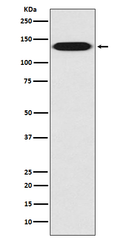 Integrin beta 1 Ab