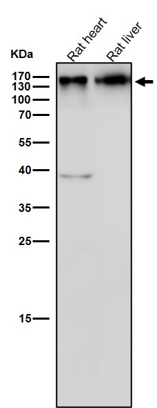 Integrin beta 1 Ab