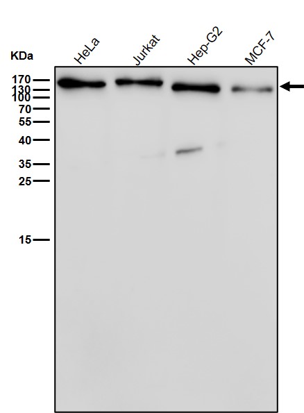 Integrin beta 1 Ab