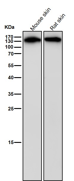 Integrin beta 1 Ab