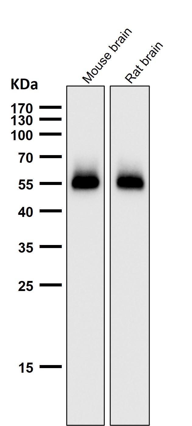 Acetyl-p53 (K370) Ab