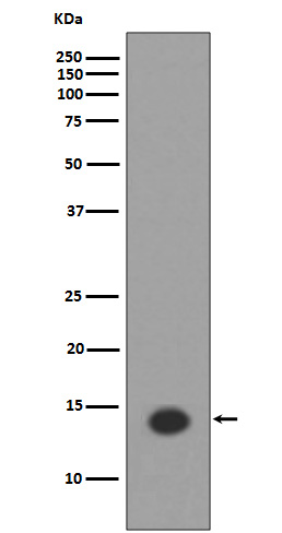 Acetyl-Histone H2A (K9) Ab