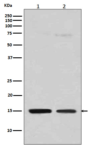 MonoMethyl-Histone H3 (R129) Ab