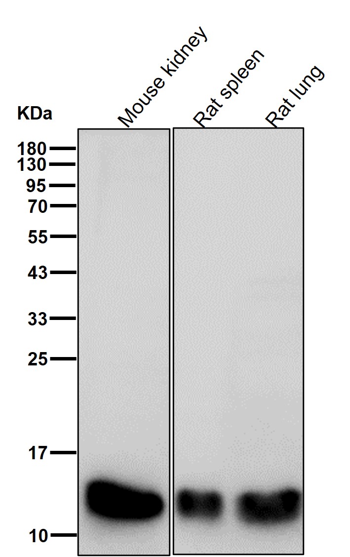 MonoMethyl-Histone H3 (R129) Ab