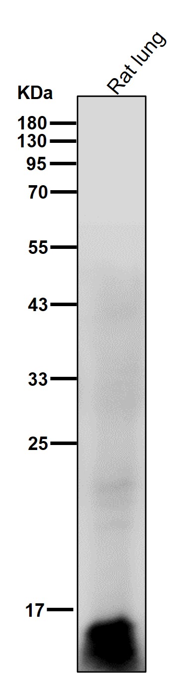 MonoMethyl-Histone H3 (R129) Ab